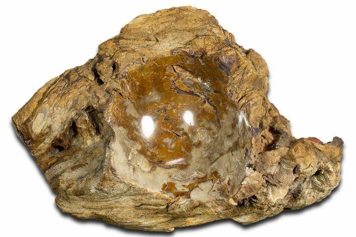 Polished Petrified Wood Soap Dish - Madagascar #346942